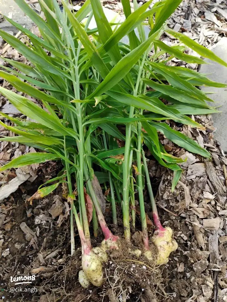 Daun Lempoyang
